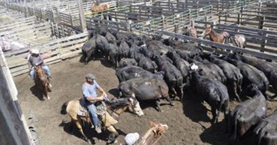 ft pierre livestock