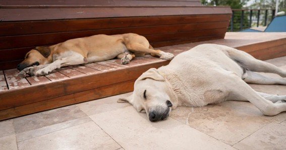 why do dogs snore