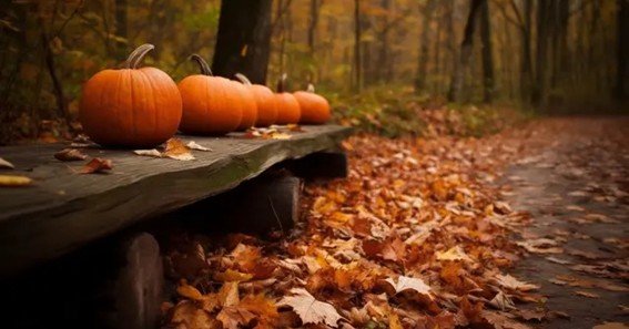fall fb cover photos